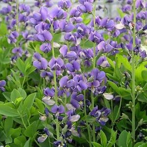 Meet your Posher, Allie